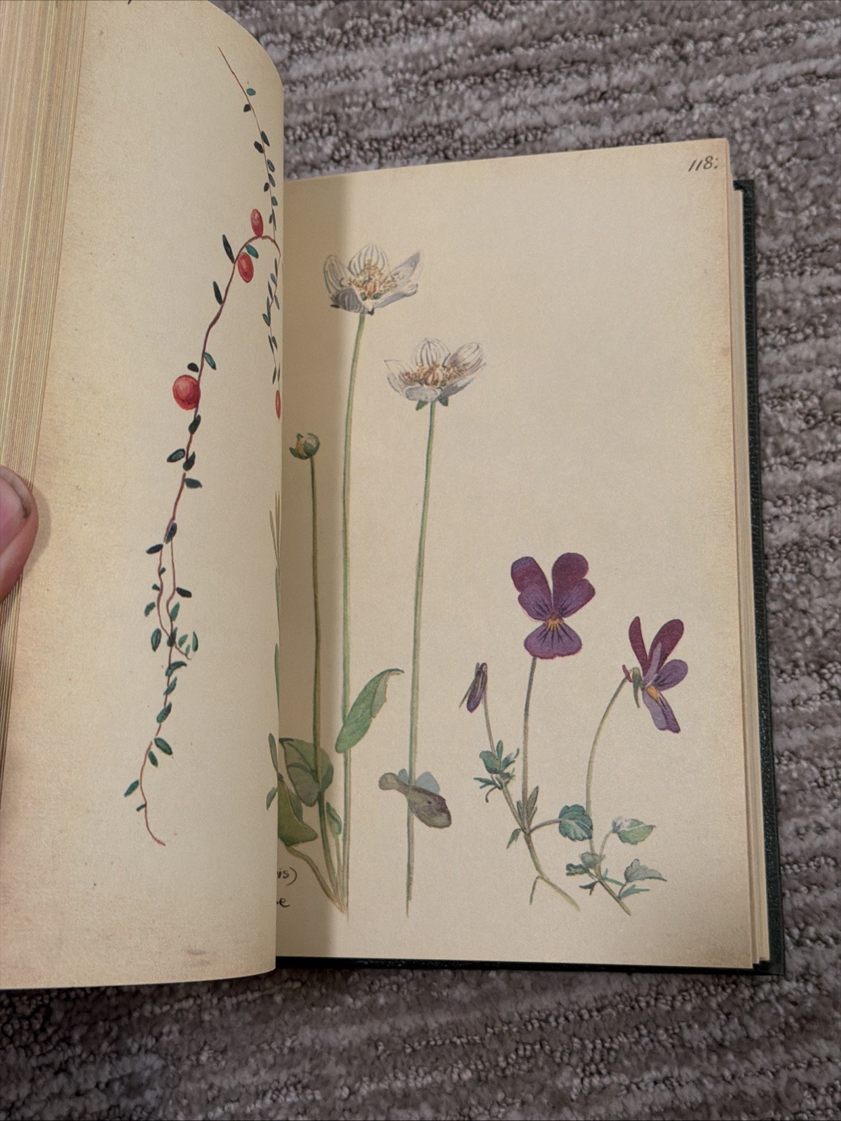 The Country Diary of an Edwardian Lady by Edith Holden – Hardcover Book 1977