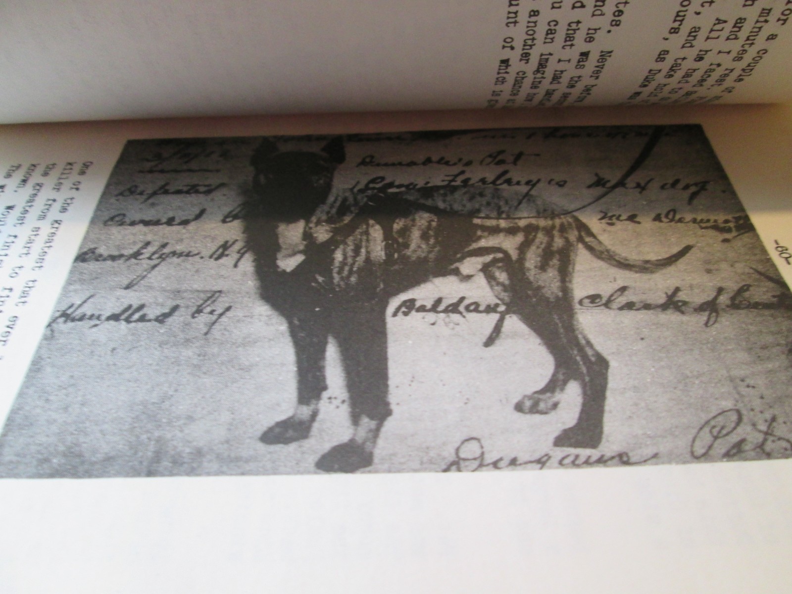 1935 Thirty Years with Fighting Dogs SOFTCOVER BOOK GEORGE C. ARMITAGE