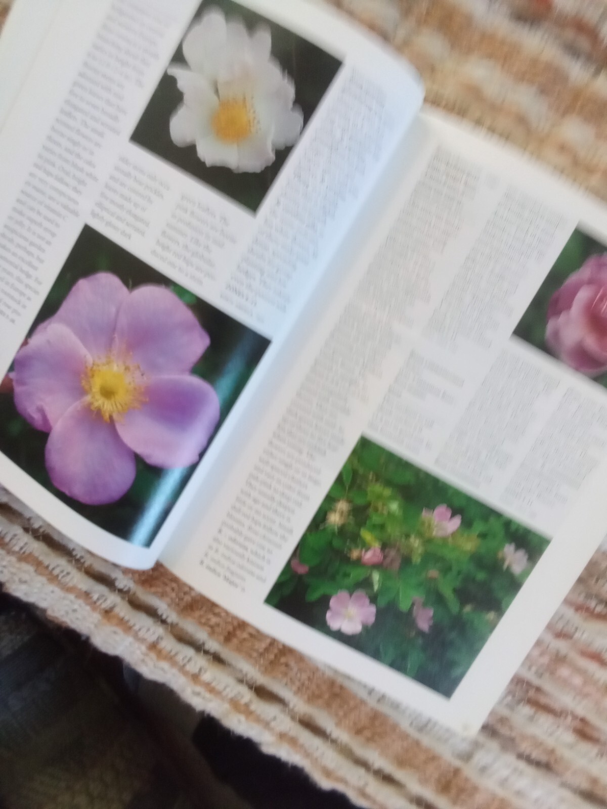 Botanica’s Pocket Roses: Over 1000 pages and 2000 roses listed (2001,Pb)