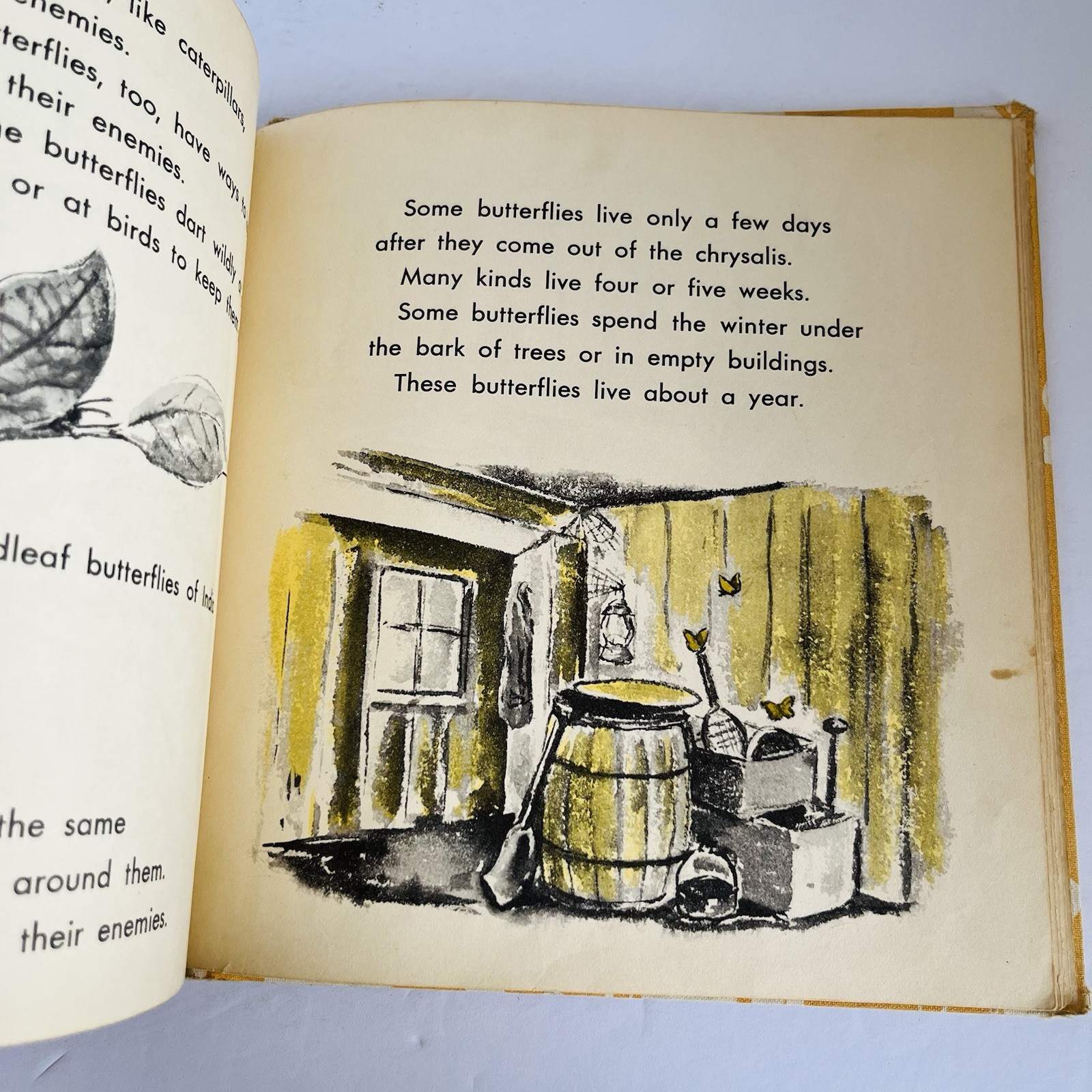 What Is A Butterfly Book 1958 Gene Darby What Is It Series Vintage MCM Science
