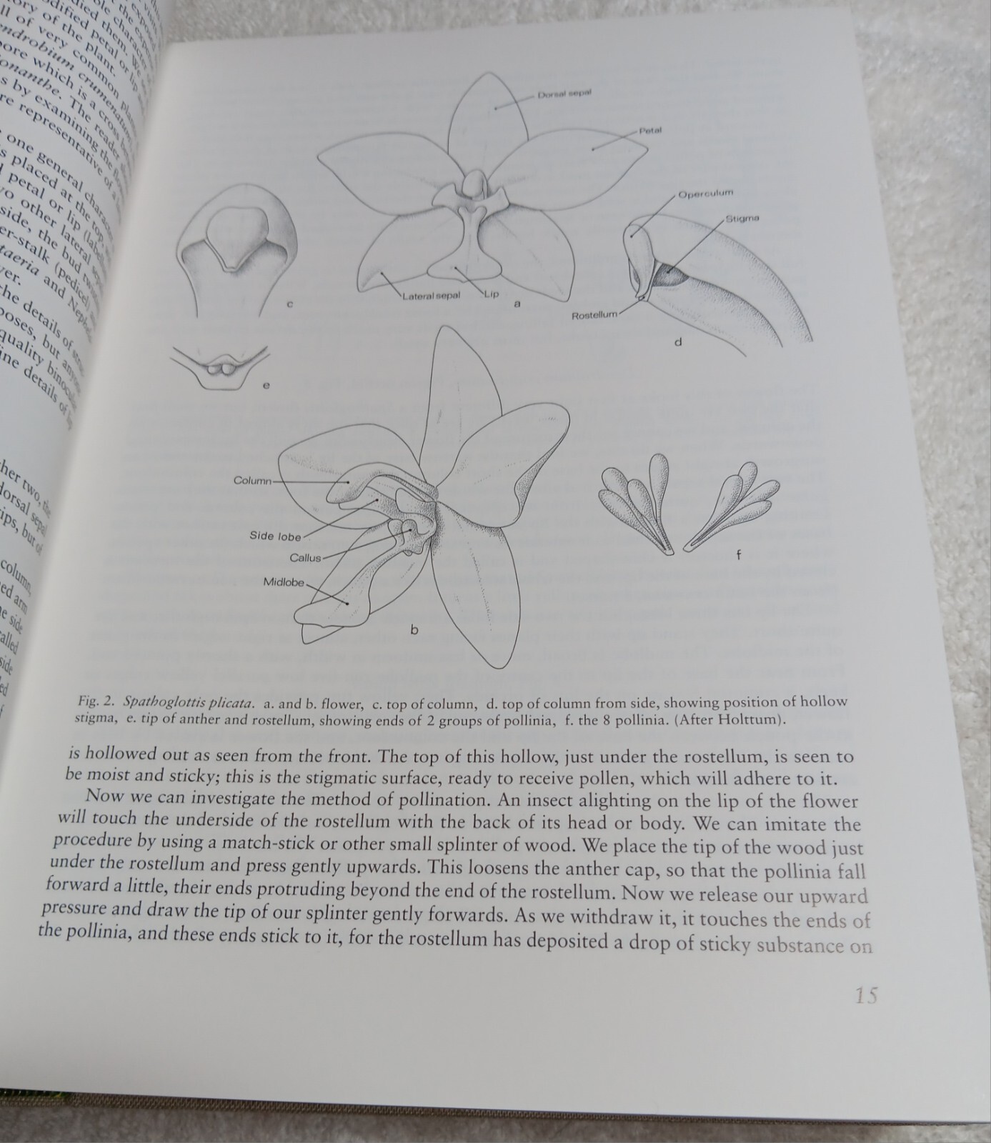 The Orchids of Peninsular Malaysia & Singapore (Seidenfaden & Wood • 1992)