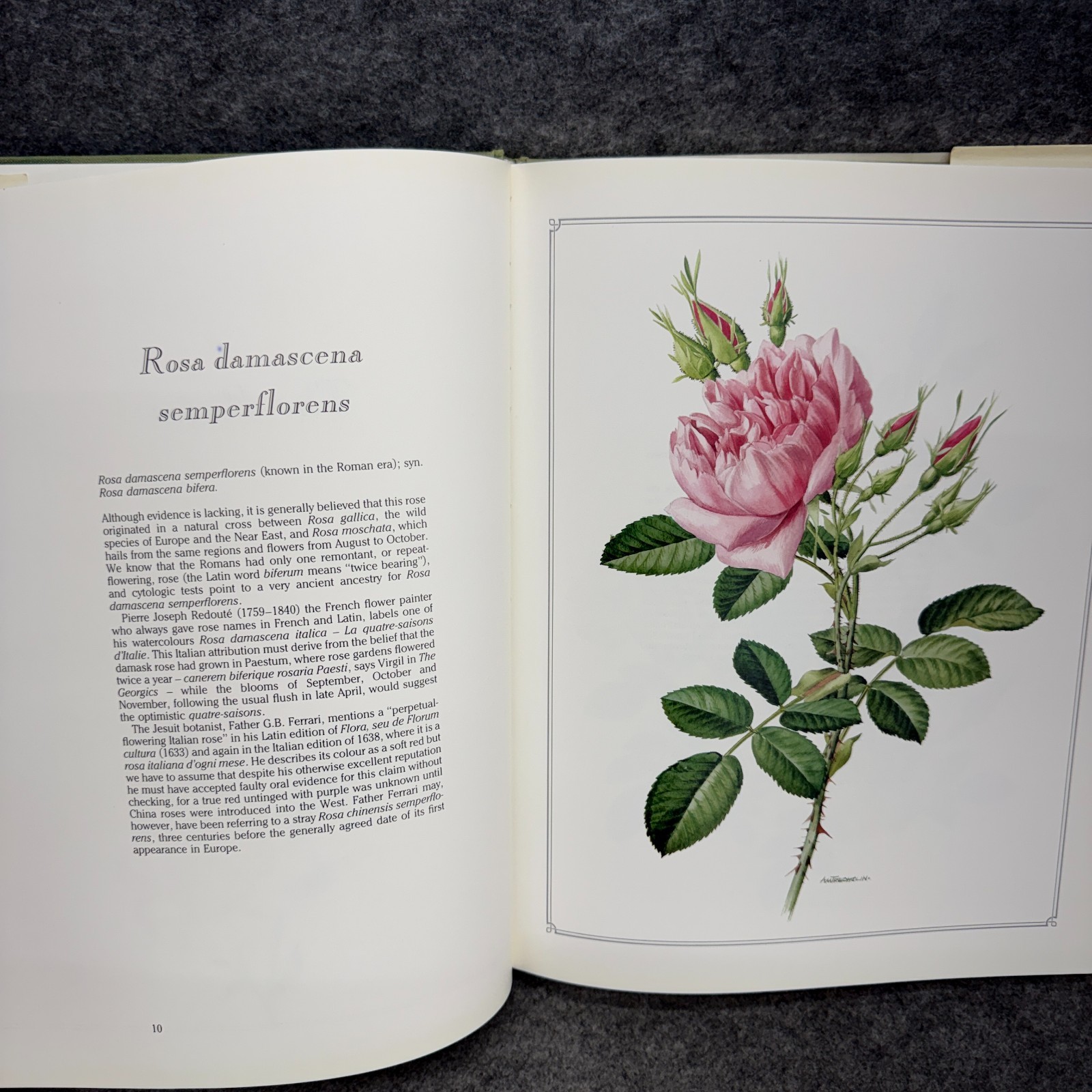 Language of Roses 1986 Stelvio Coggiatte Color Illustrations HC Illustration