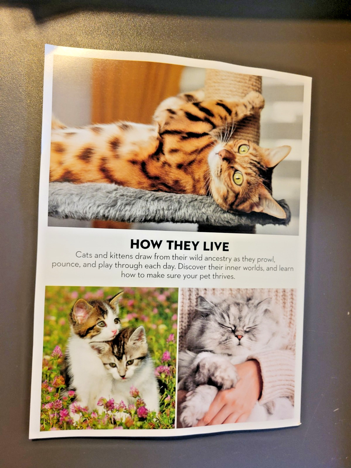 A Cat’s Life – A Special Edition by Paw Print – Inside Their Secret World