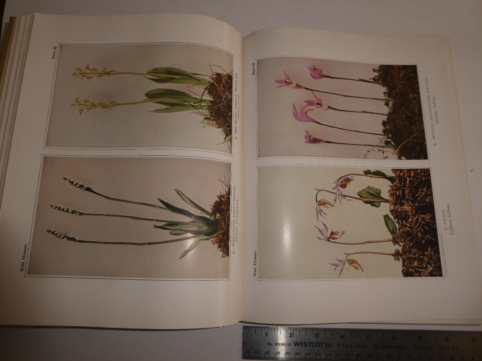 Wild Flowers by Homer D. House 1935 Macmillan Company Elzie S. Wechsler Columbia