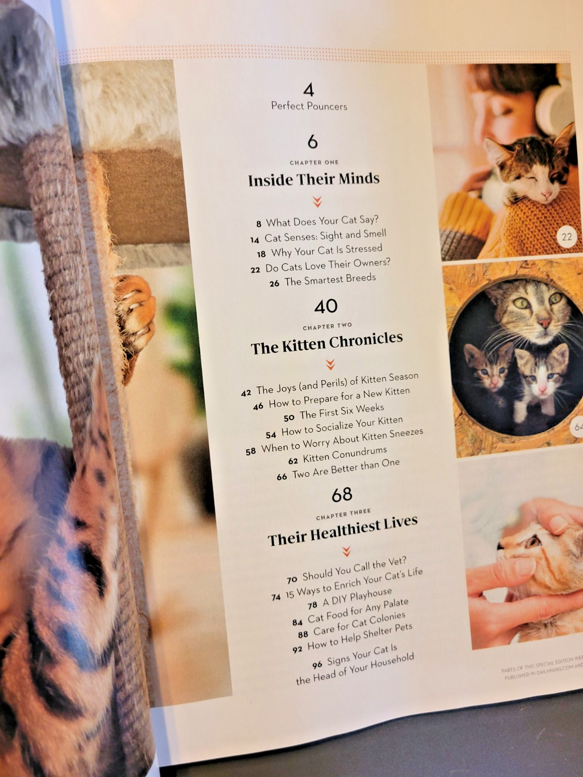 A Cat’s Life – A Special Edition by Paw Print – Inside Their Secret World
