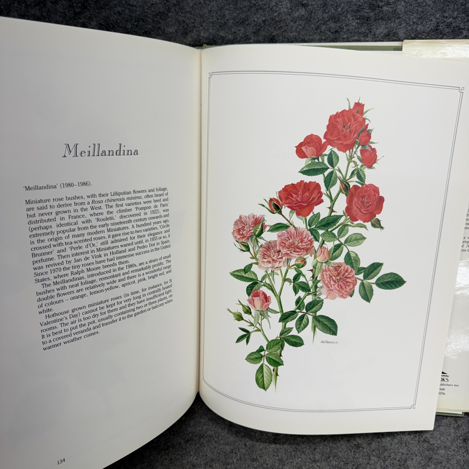 Language of Roses 1986 Stelvio Coggiatte Color Illustrations HC Illustration