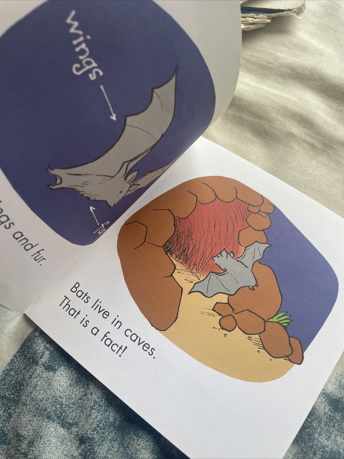 FIRST LITTLE READERS, LIZ CHARLESWORTH, BAT FACTS, 14 by 14CM