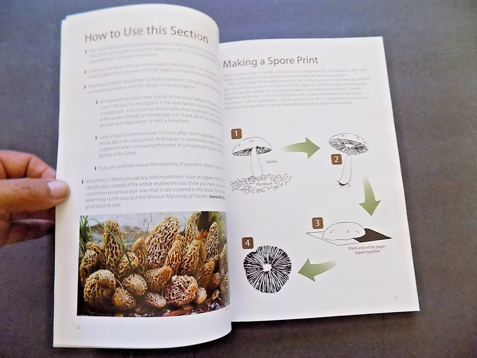 NORTH AMERICAN MUSHROOMS : photo postcards , NEW
