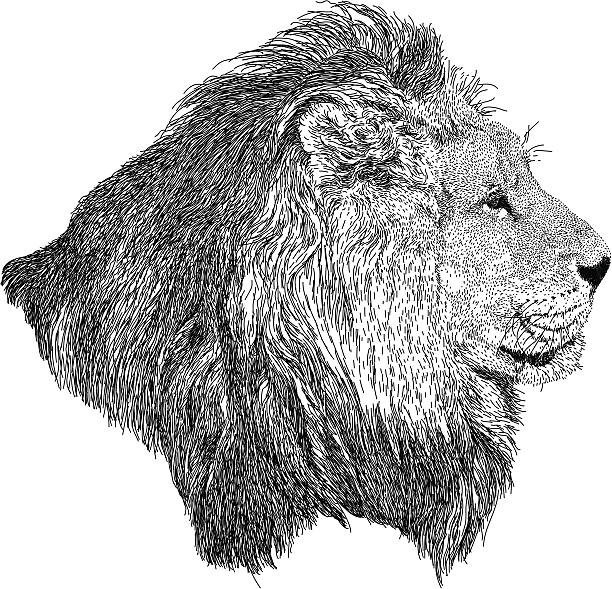 Best Lion Coloring Book save the Lions 108 Pages 8.5 x 11 for All Ages