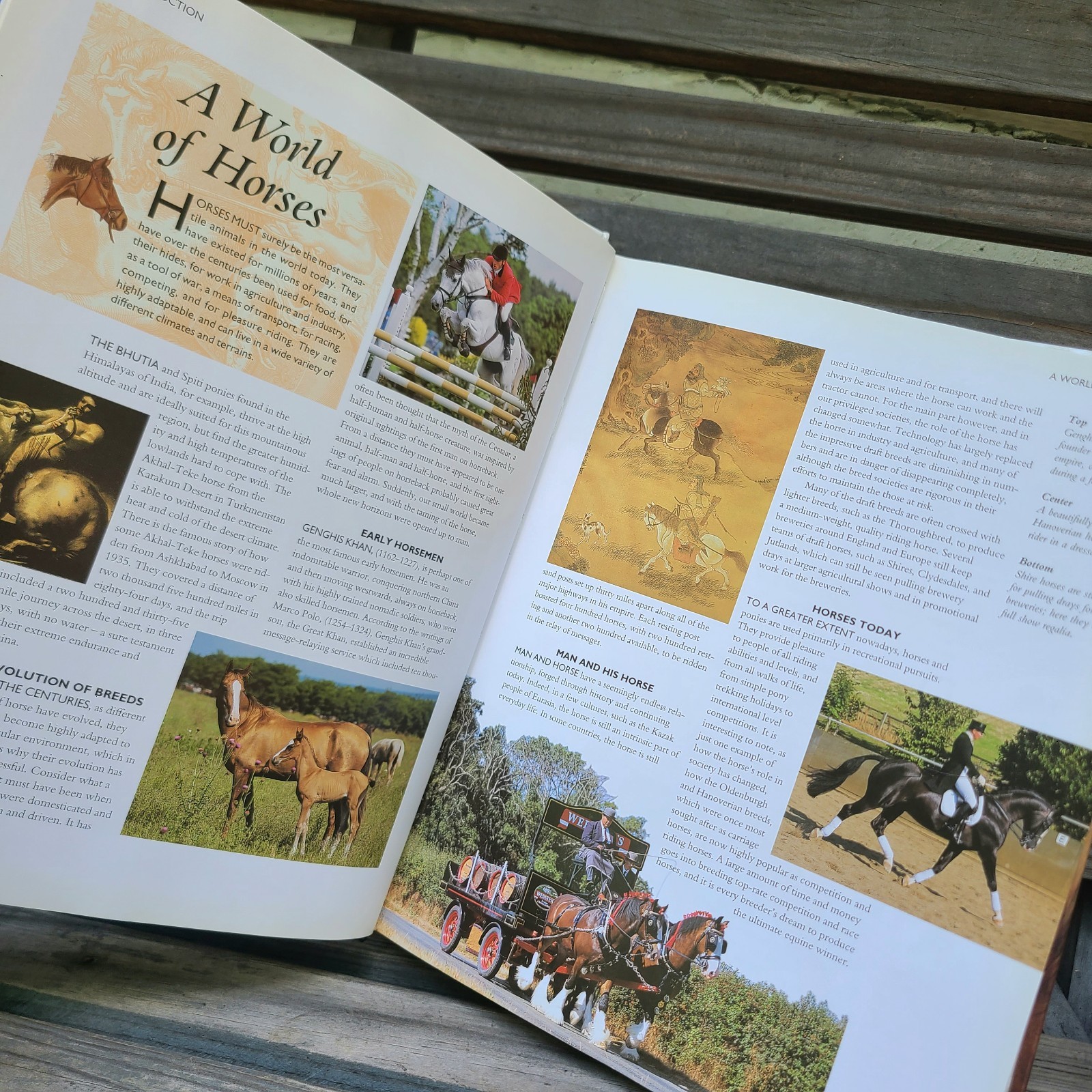 Vintage Books about Horses- Riding/Equestrian/Pony/Horse/Care/Health/Behavior