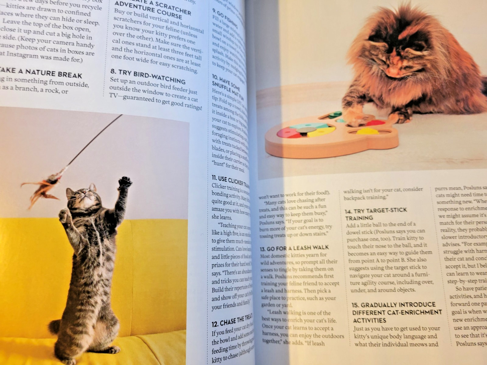A Cat’s Life – A Special Edition by Paw Print – Inside Their Secret World