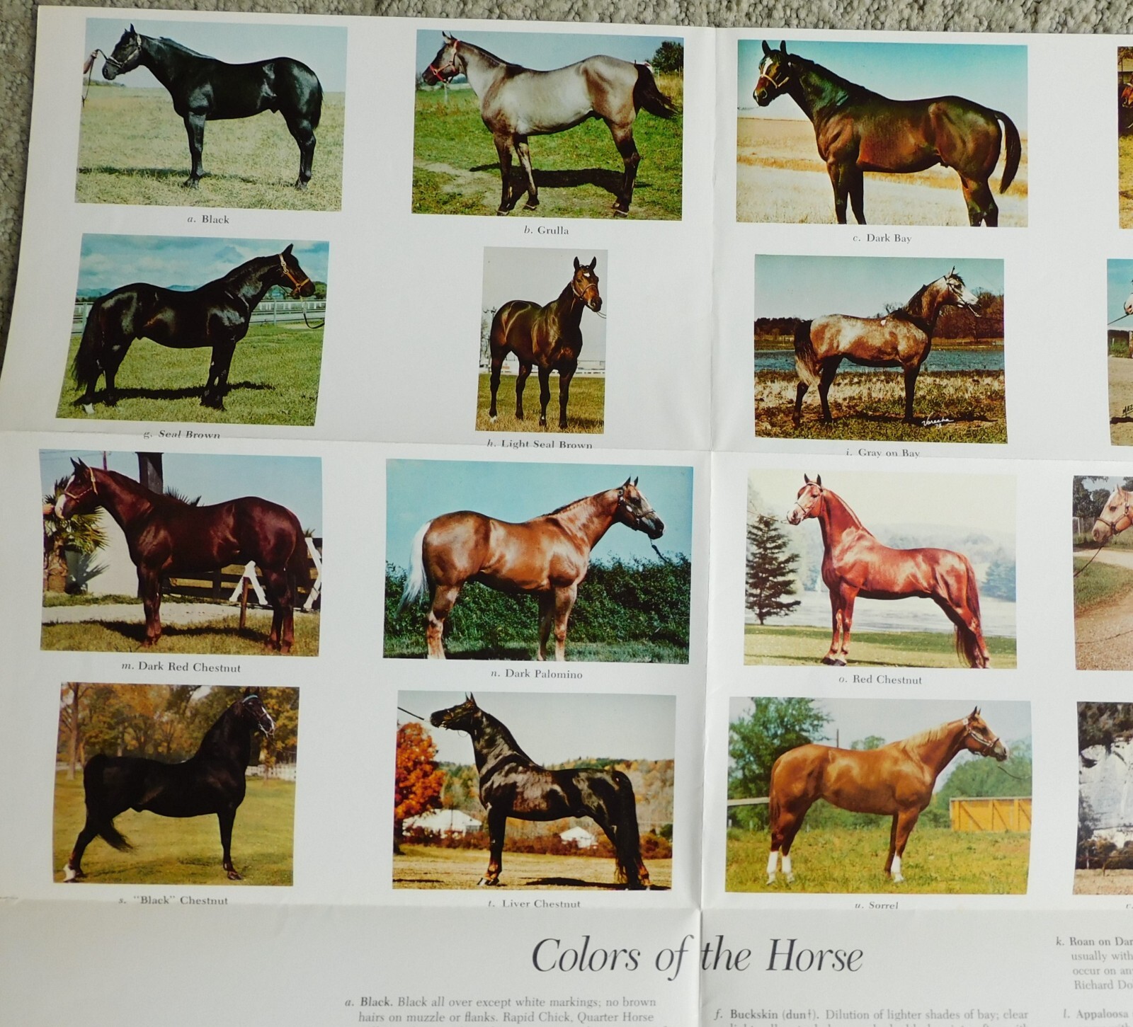Horsemanship and Riding Horses Equestrian Riding 1977 Illus HC by M E Ensminger