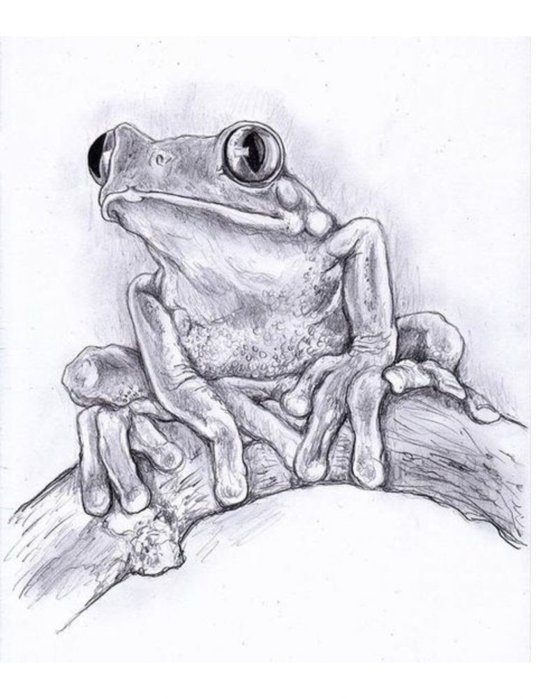Best frog Coloring Book Save The Frog 108 Pages 8.5 x 11 for All Ages