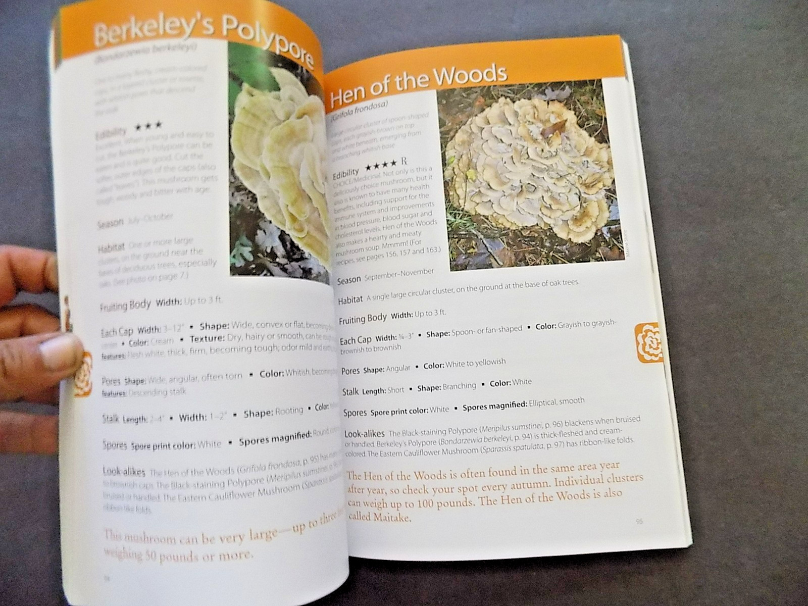 NORTH AMERICAN MUSHROOMS : photo postcards , NEW