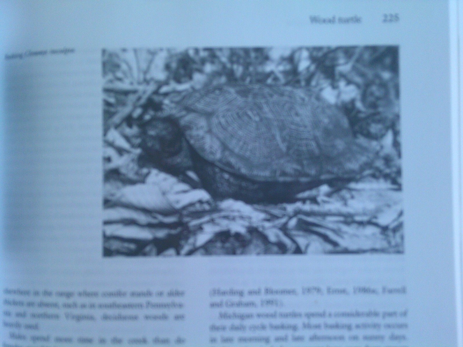 Turtles of the United States & Canada, 1994 First Edition