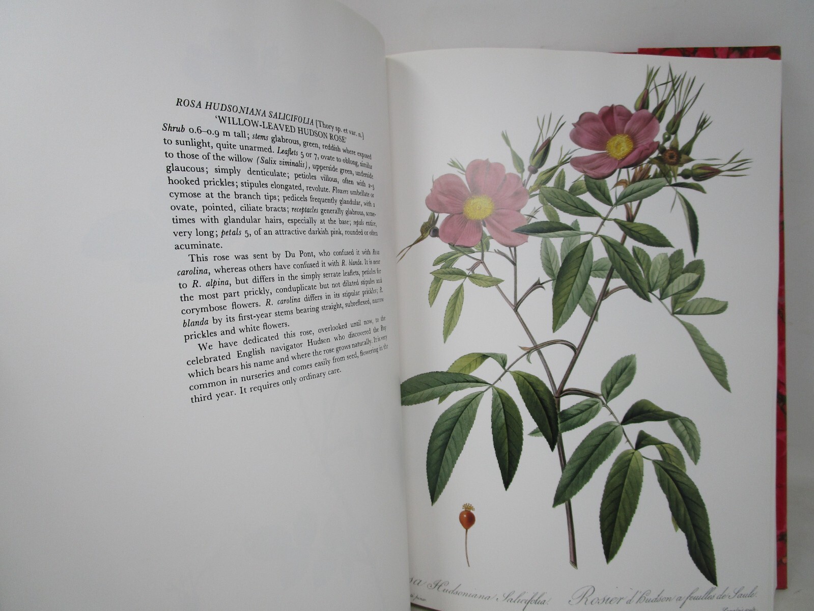 P. J. Redoute Redoute’s Roses 167 Full Page Paintings 1990