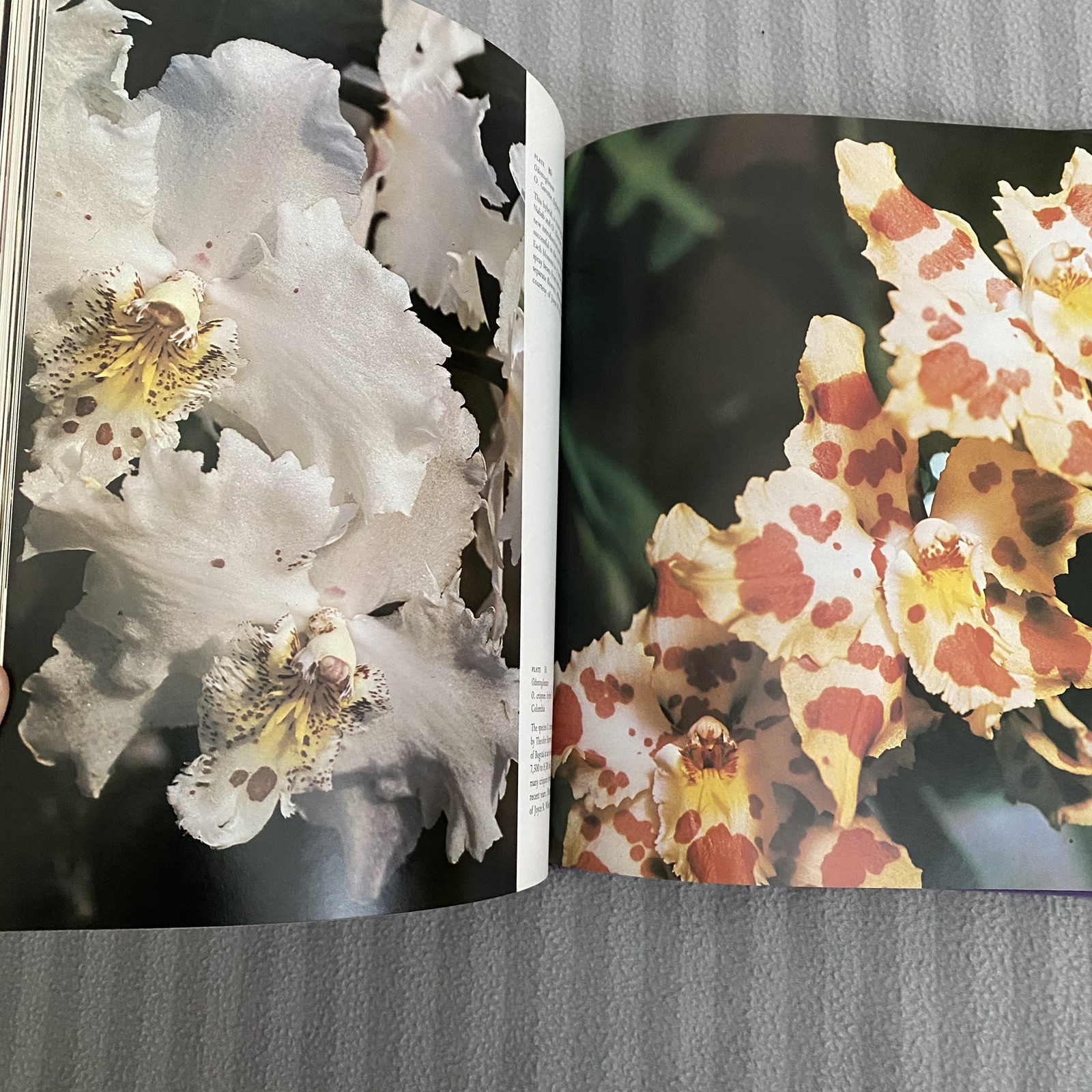 Orchids: Flowers of Romance and Mystery – VTG 1979