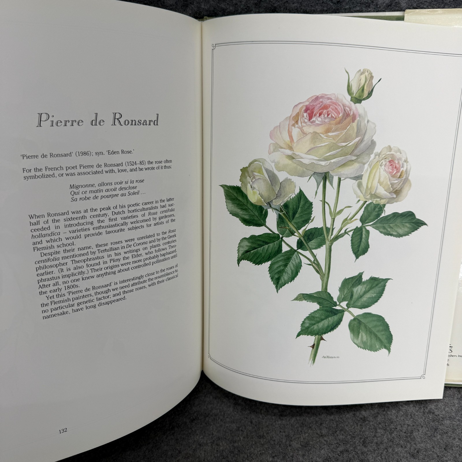 Language of Roses 1986 Stelvio Coggiatte Color Illustrations HC Illustration