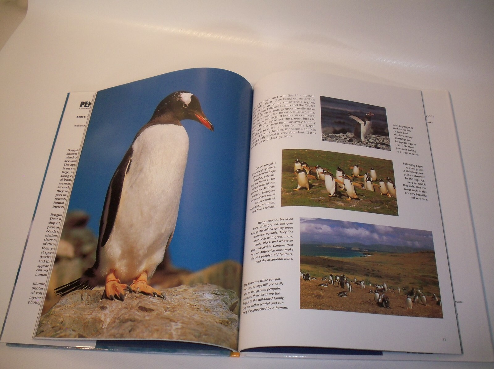 Penguins Hardback Book by Derek Hastings