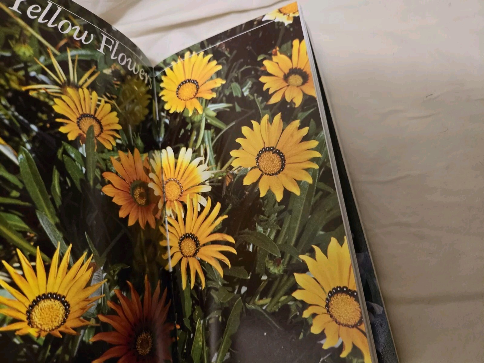 Taylor’s Guides to Gardening: Annuals, Bulbs,Perennials First Editions Softcover