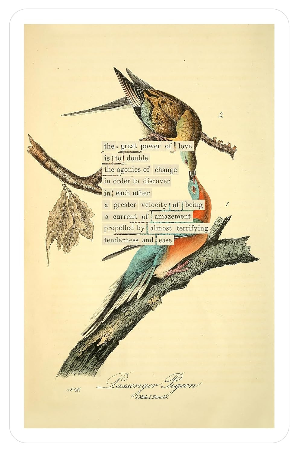 An Almanac of Birds: 100 Divinations for Uncertain Days
