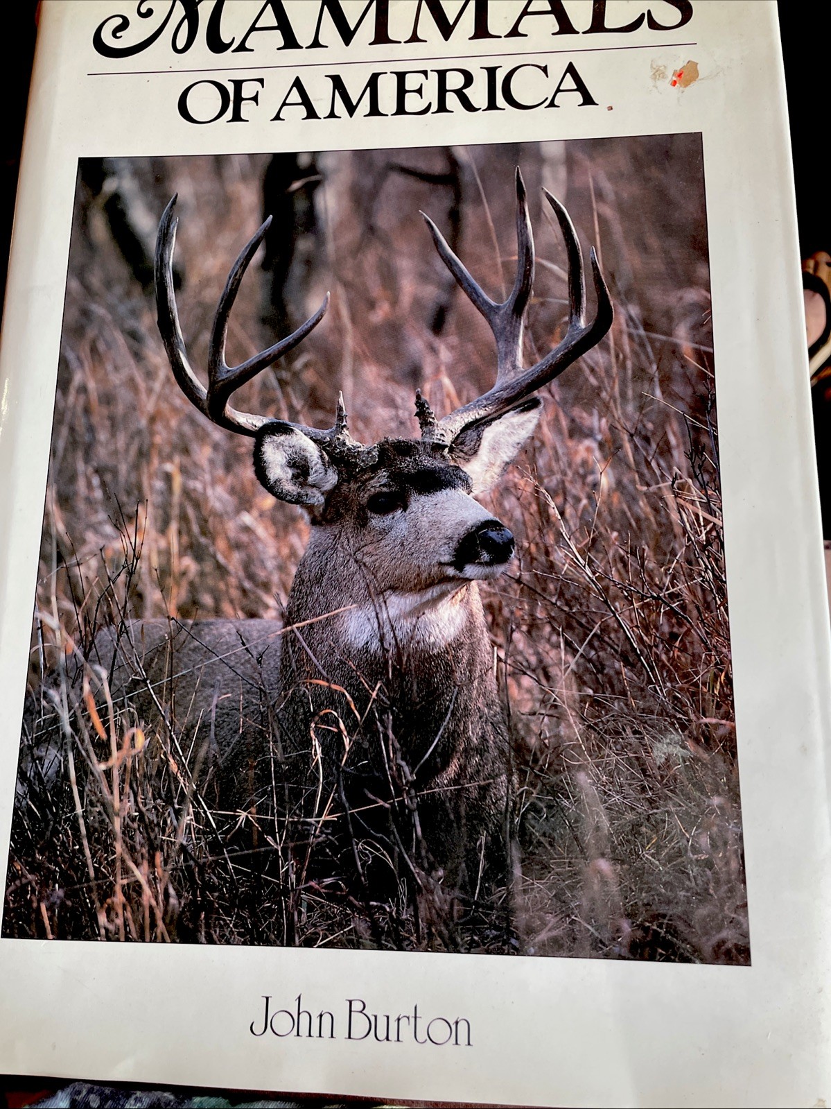 Mammals Of America John Burton HC 1989 Large Coffee Table DJ