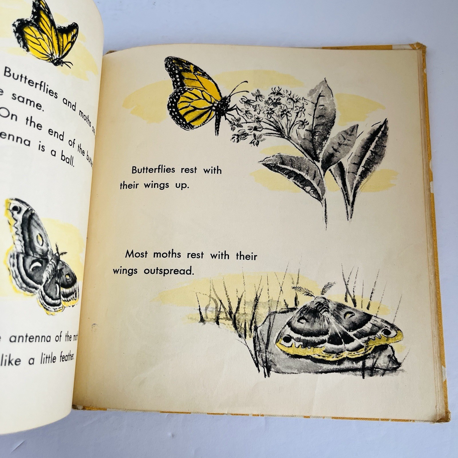 What Is A Butterfly Book 1958 Gene Darby What Is It Series Vintage MCM Science