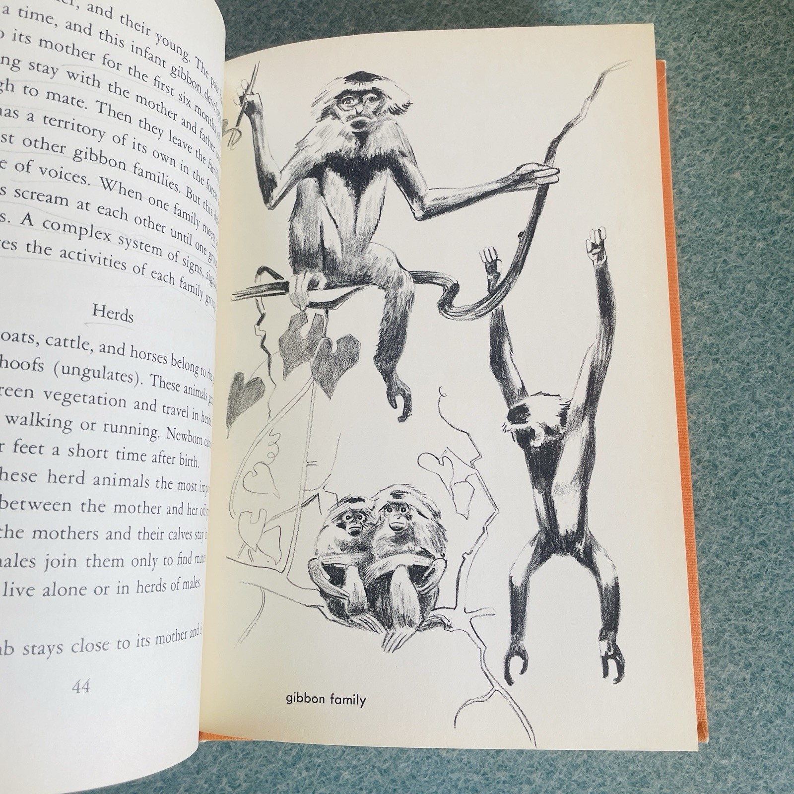 Vintage How Animals Live Together Hardcover by Millicent E. Selsam~ 1963
