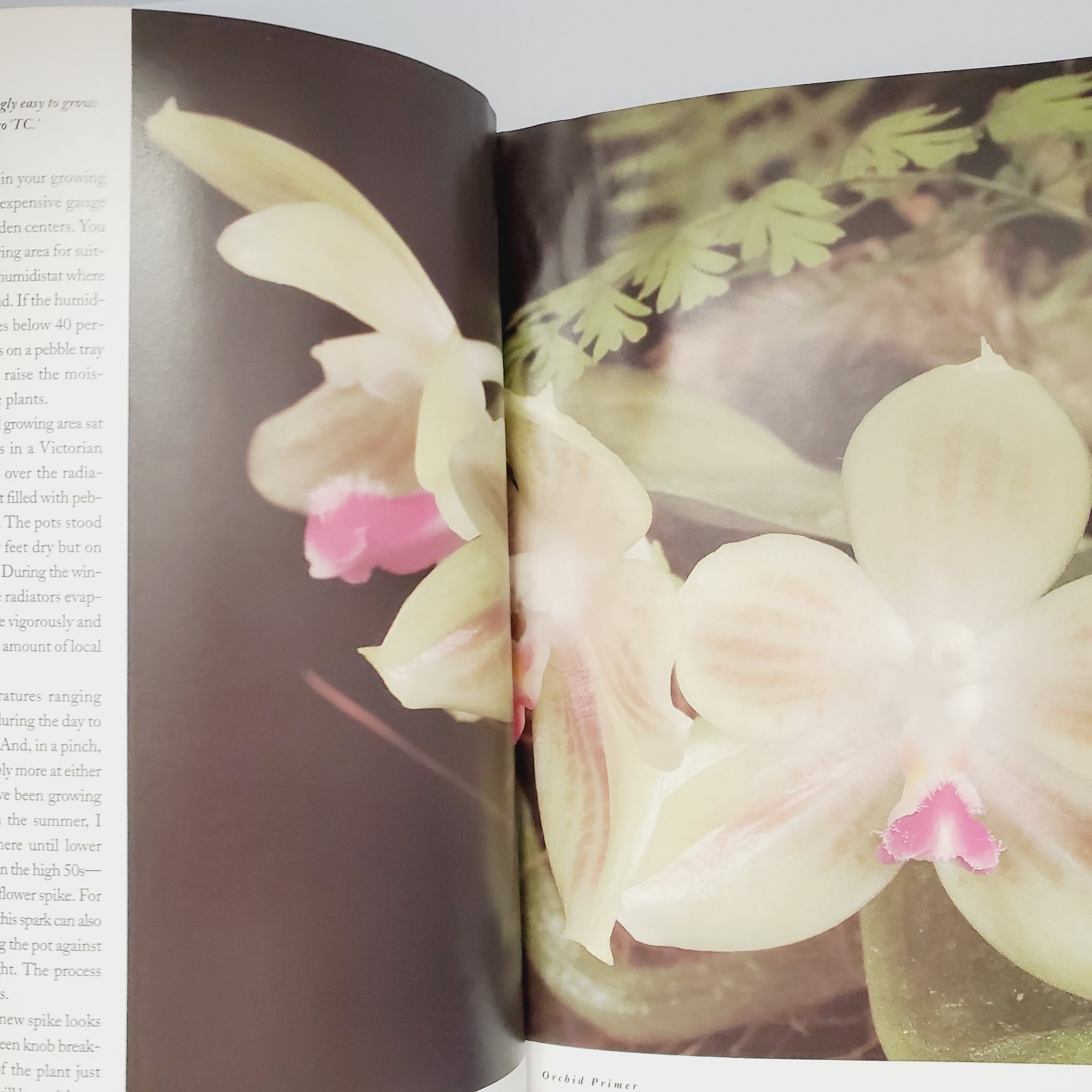 Orchids Simplified: An Indoor Gardening Guide Book Garden Houseplant Flowers