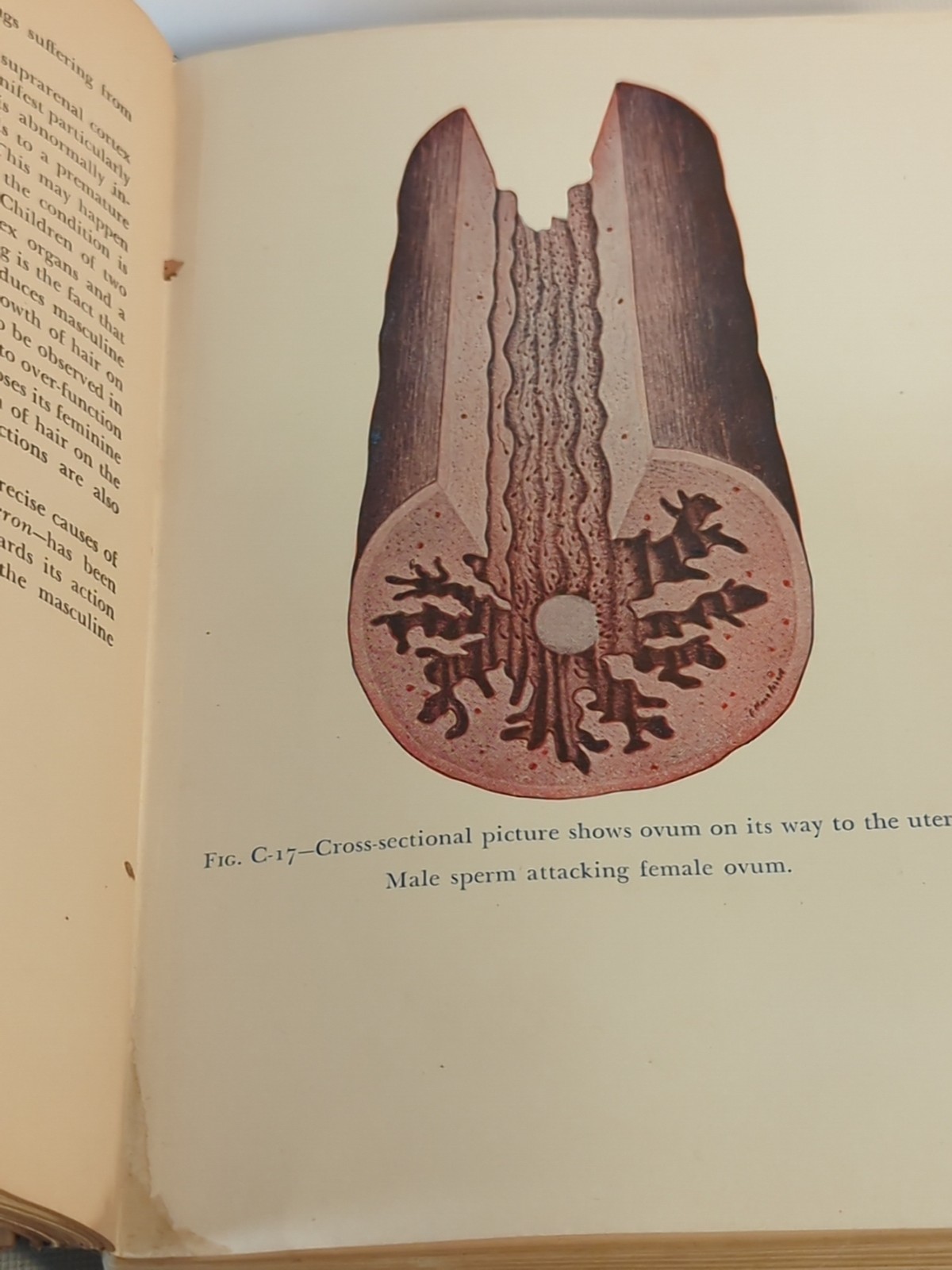 Vtg The Illustrated Encyclopedia of Sex Antique Book Color Illustrations 1949