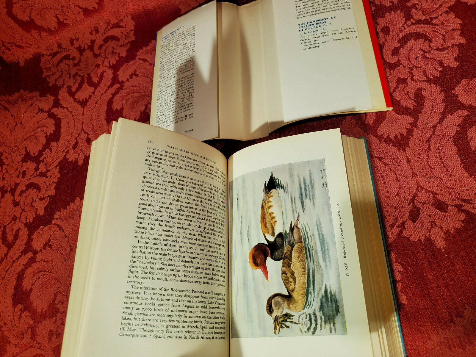 Water-Birds With Webbed Feet, Paul Geroudet, Blandford Press, HC / DJ, 1965 1st