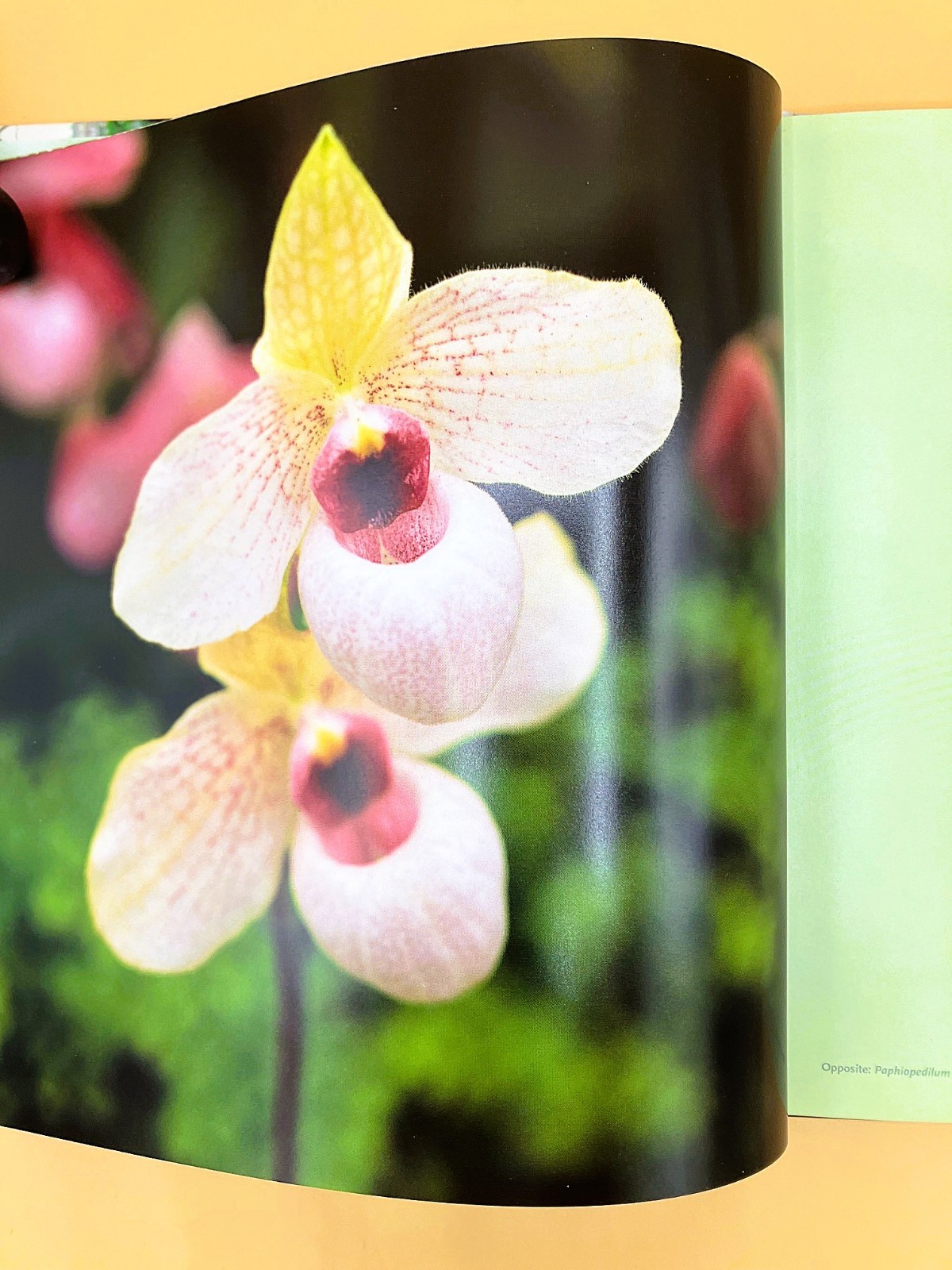 Gardener’s Lot of 4 Books, Very Good, The Orchid Show, Etc.