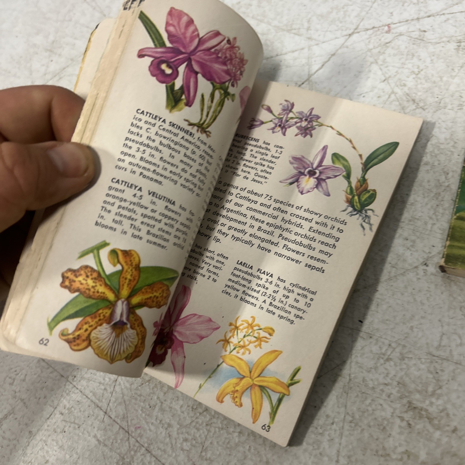 A Golden Nature Guide Lot Of 2 Books Flowers And Orchids