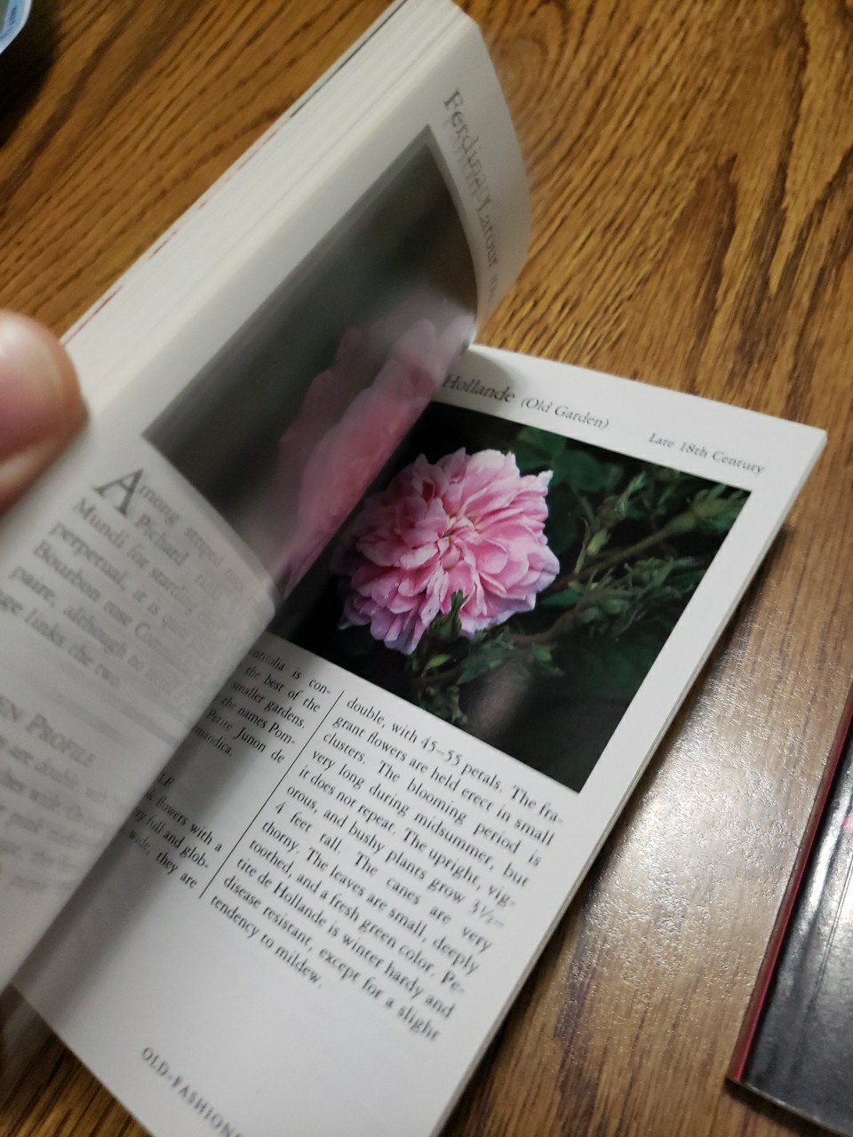 Taylor’s Pocket Guides to Old-Fashioned Roses & Bulbs for Summer 1989 Paperbacks