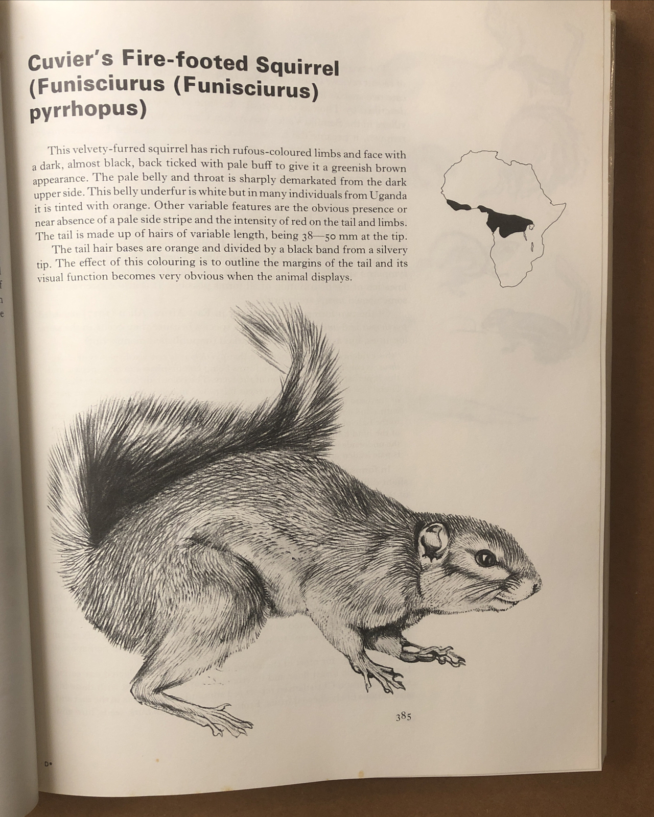 East African Mammals Volume IIB (1974 edition) By Jonathan Kingdon – Rare 