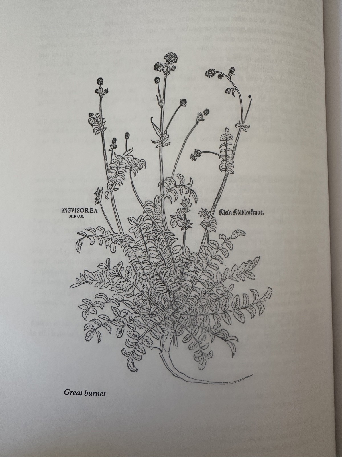 Energetics of Western Herbs Vol I II 1 2 Holmes PB set 2nd ed herbs homeopathic
