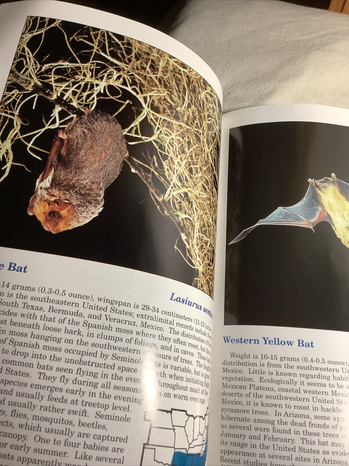 VTG Books Of BATS OF THE UNITED STATES ~ 64 Pages