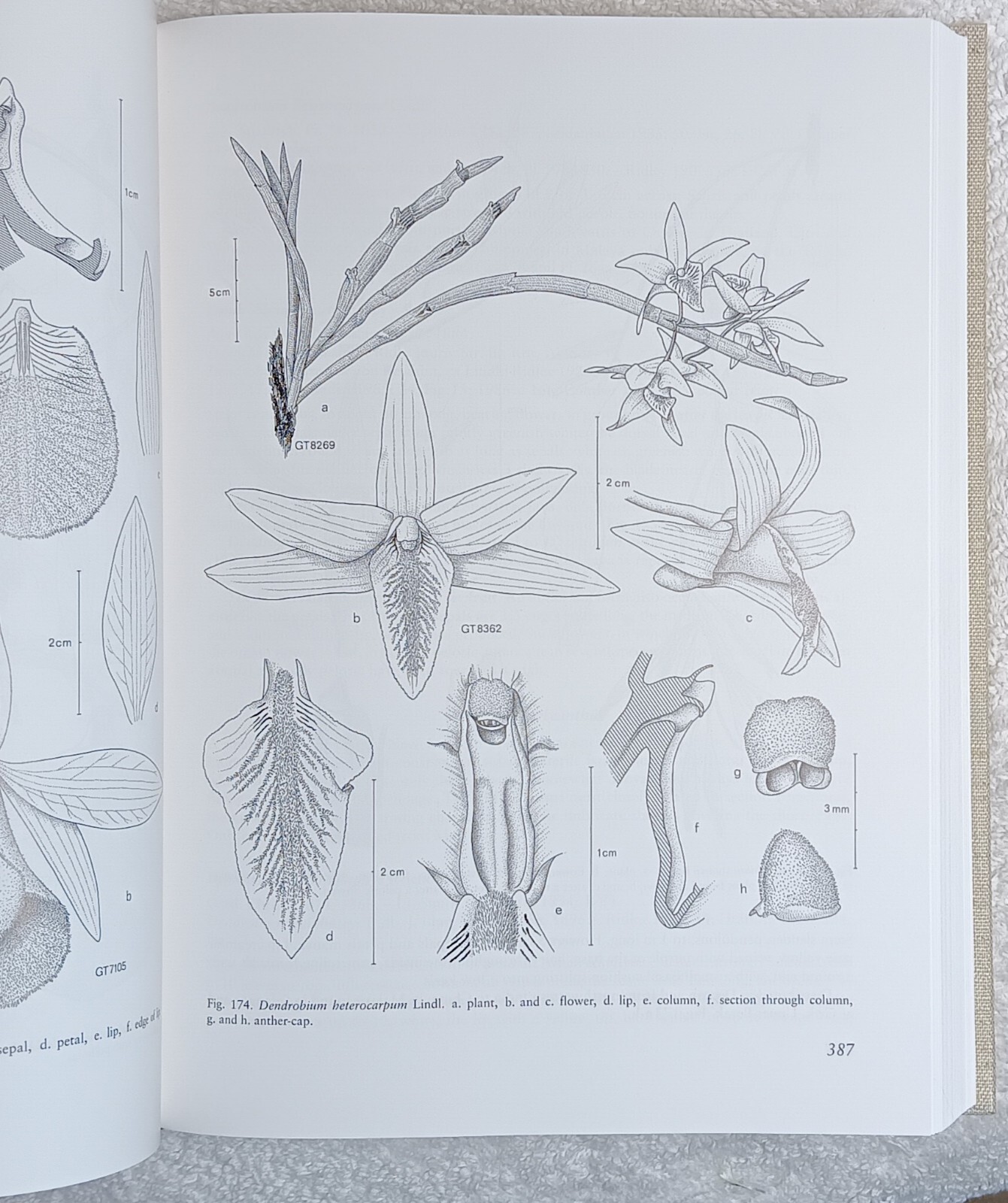 The Orchids of Peninsular Malaysia & Singapore (Seidenfaden & Wood • 1992)