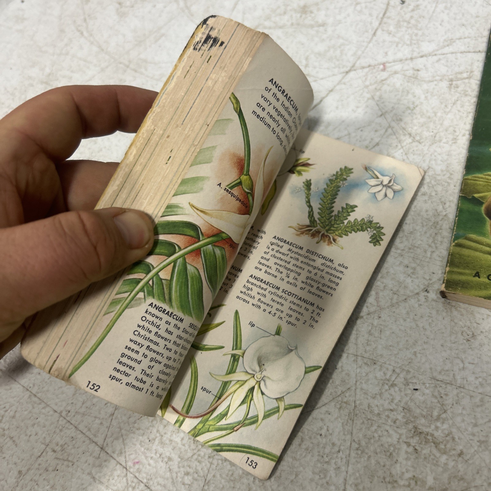 A Golden Nature Guide Lot Of 2 Books Flowers And Orchids