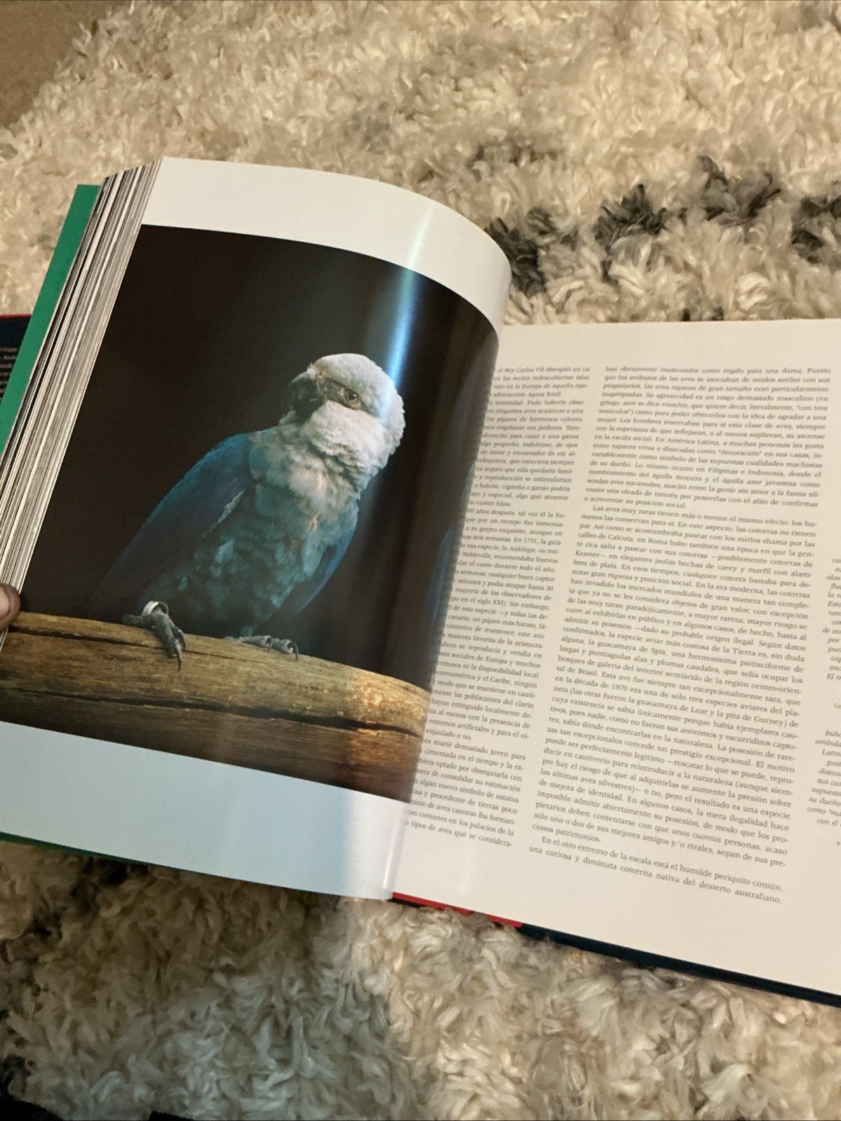 La Avery El Hombre Vinculos A Traverse Del Tiempo The Wild Foundation H/C Book