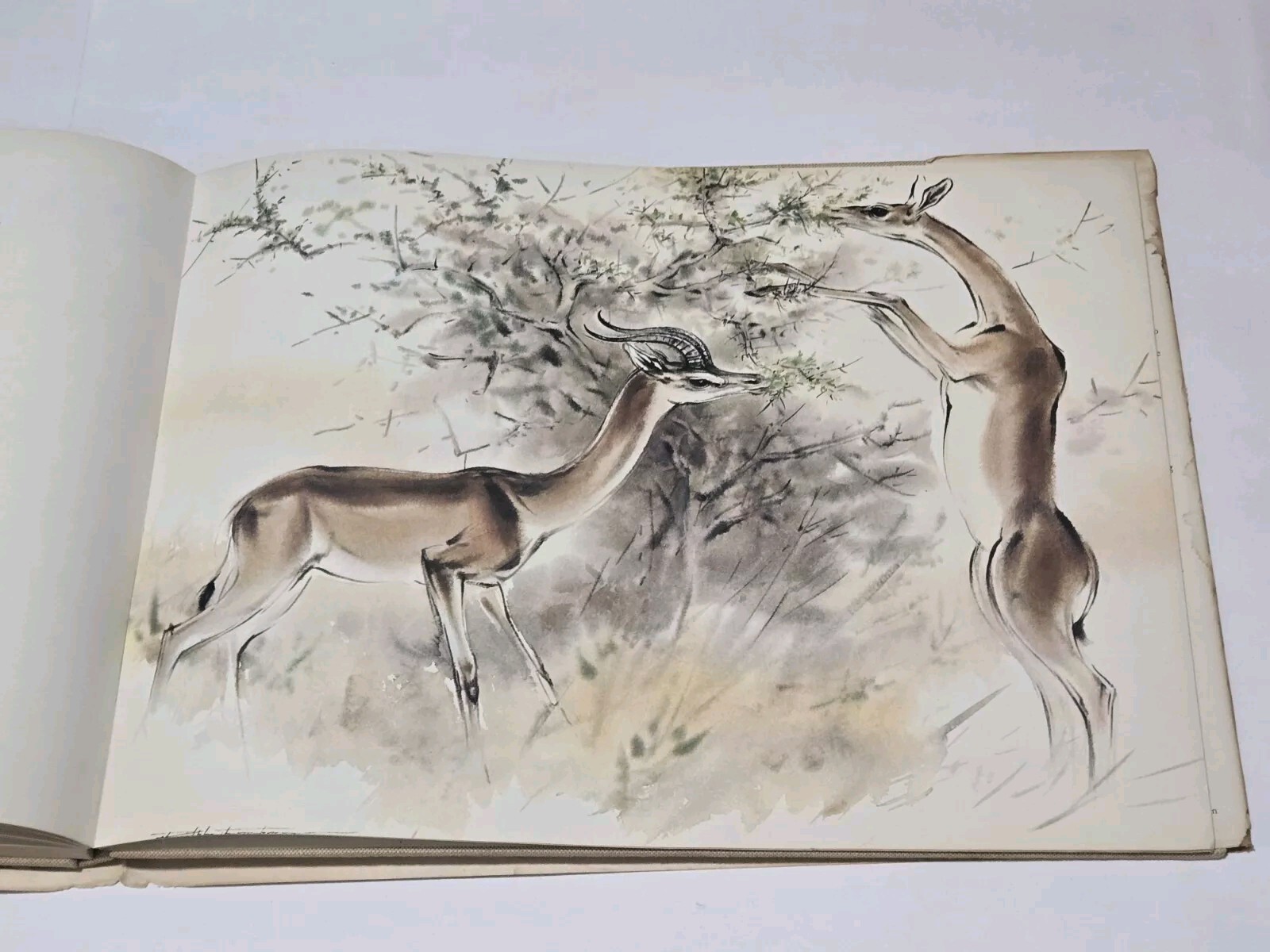 An Artist’s Safari By Ralph Thompson 1970 Hardcover DJ Artist Sketch Book