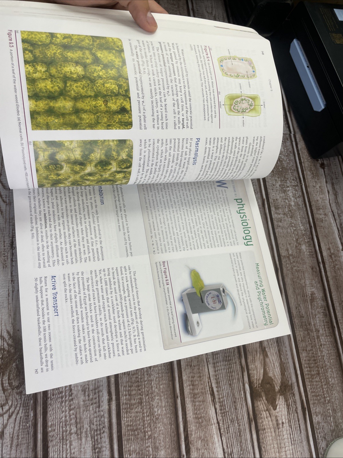 ISE Stern’s Introductory Plant Biology ISE HED BOTANY, ZOOLOGY, ECOLOGY 15e