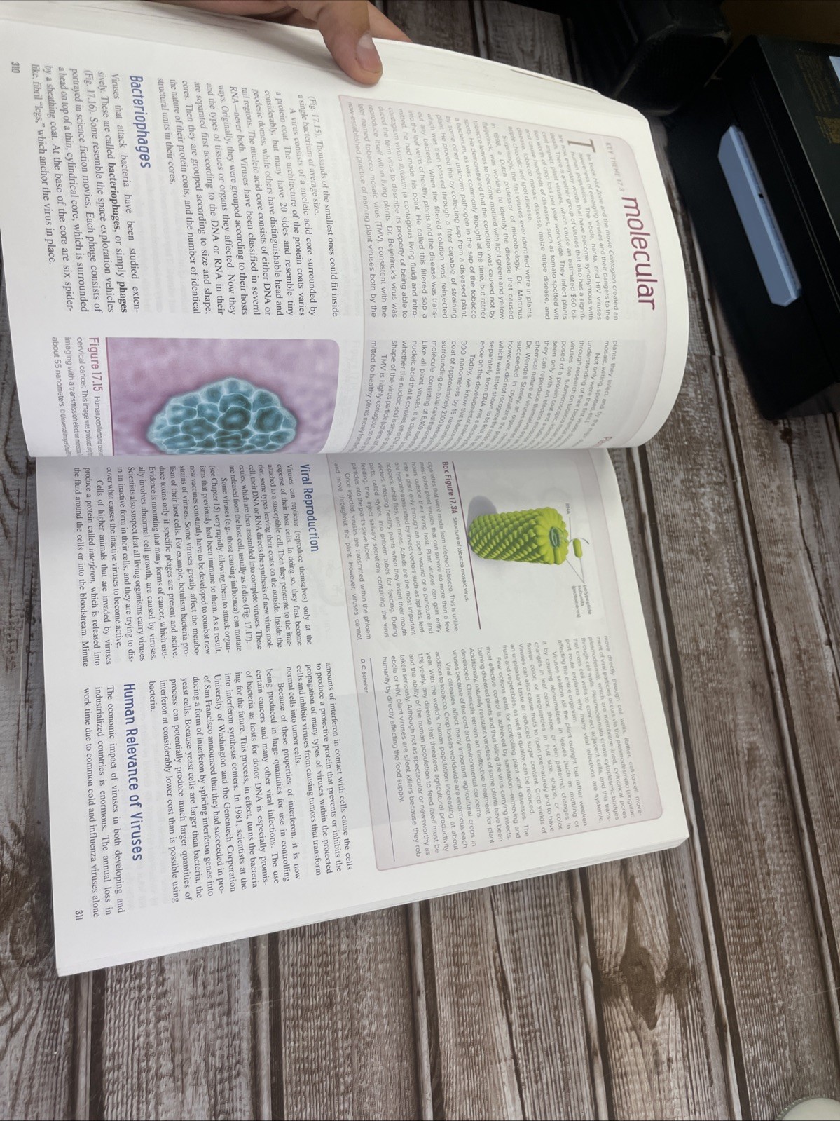 ISE Stern’s Introductory Plant Biology ISE HED BOTANY, ZOOLOGY, ECOLOGY 15e
