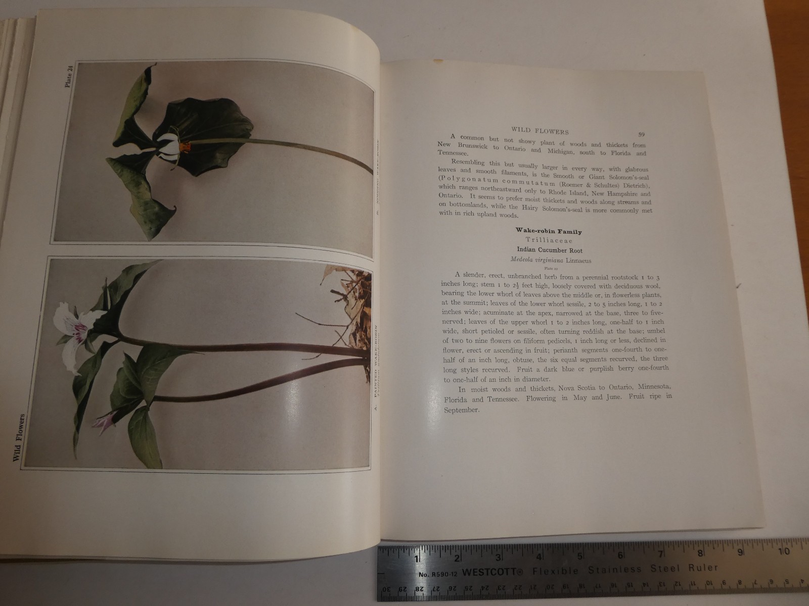 Wild Flowers by Homer D. House 1935 Macmillan Company Elzie S. Wechsler Columbia