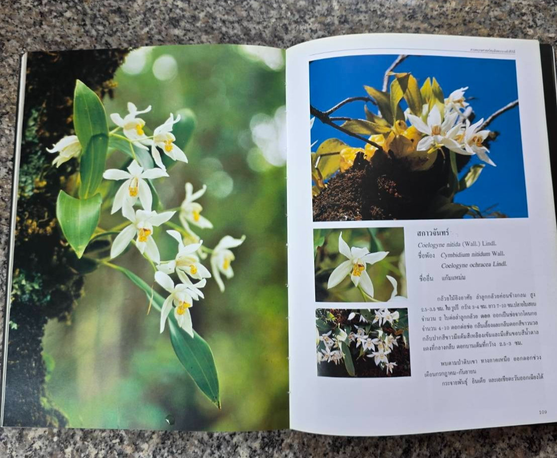 Hardcover book featuring all “ Thai orchids. “ ( Hardcover)