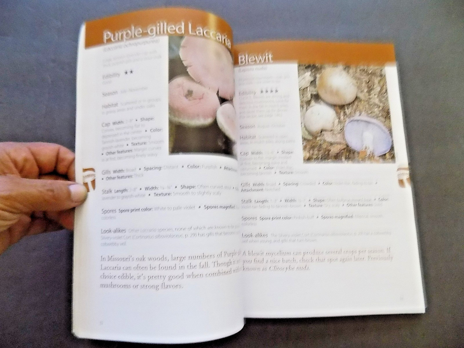 NORTH AMERICAN MUSHROOMS : photo postcards , NEW