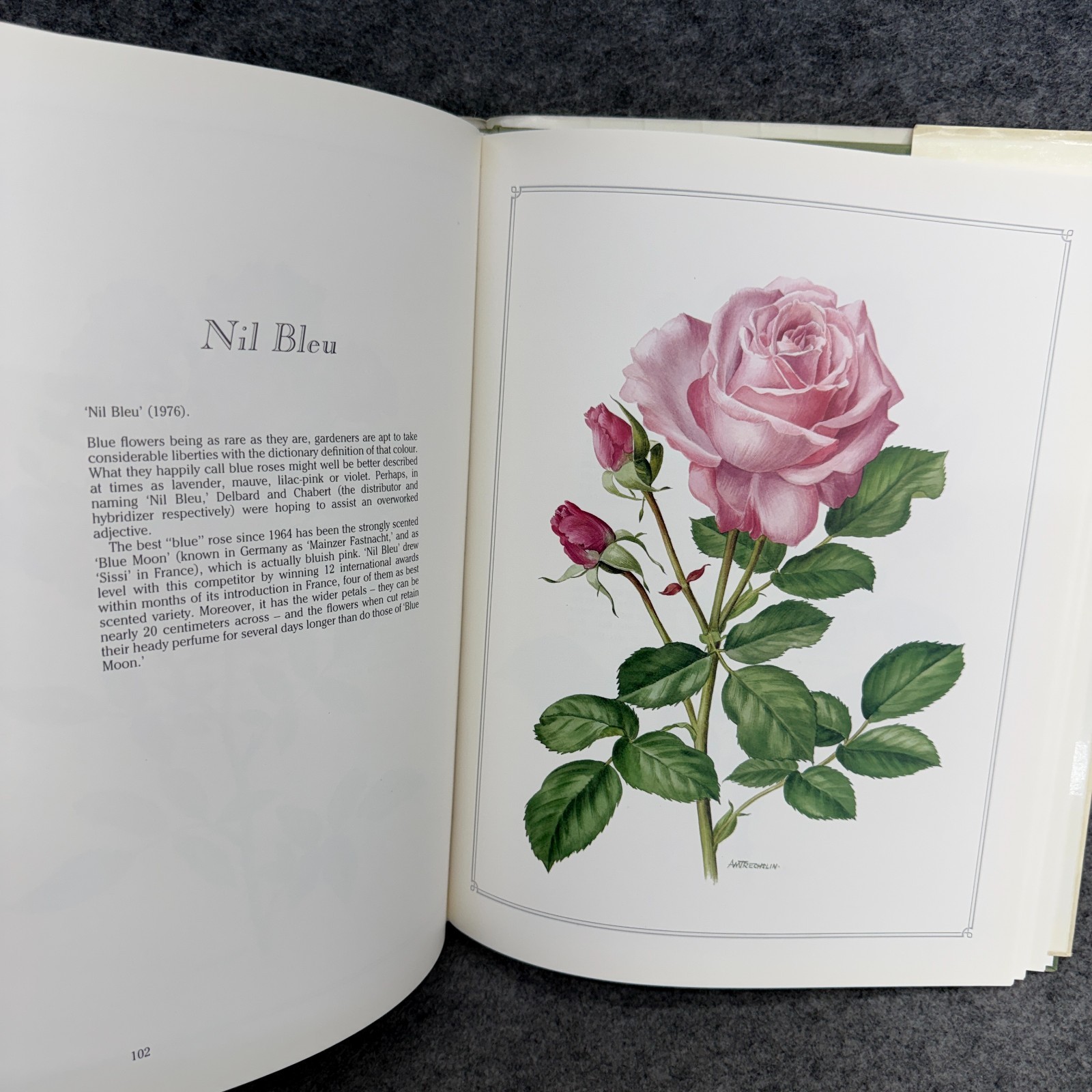Language of Roses 1986 Stelvio Coggiatte Color Illustrations HC Illustration