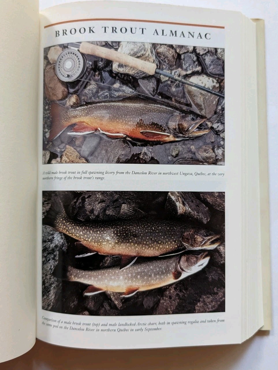 Brook Trout History Biology Angling Nick Karas Hardcover Dust Jacket Lyons Press