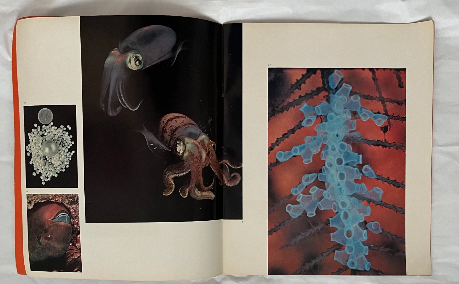 1964 VTG National Geographic ‚The Worlds Around Us‘ Photography/Picture Book