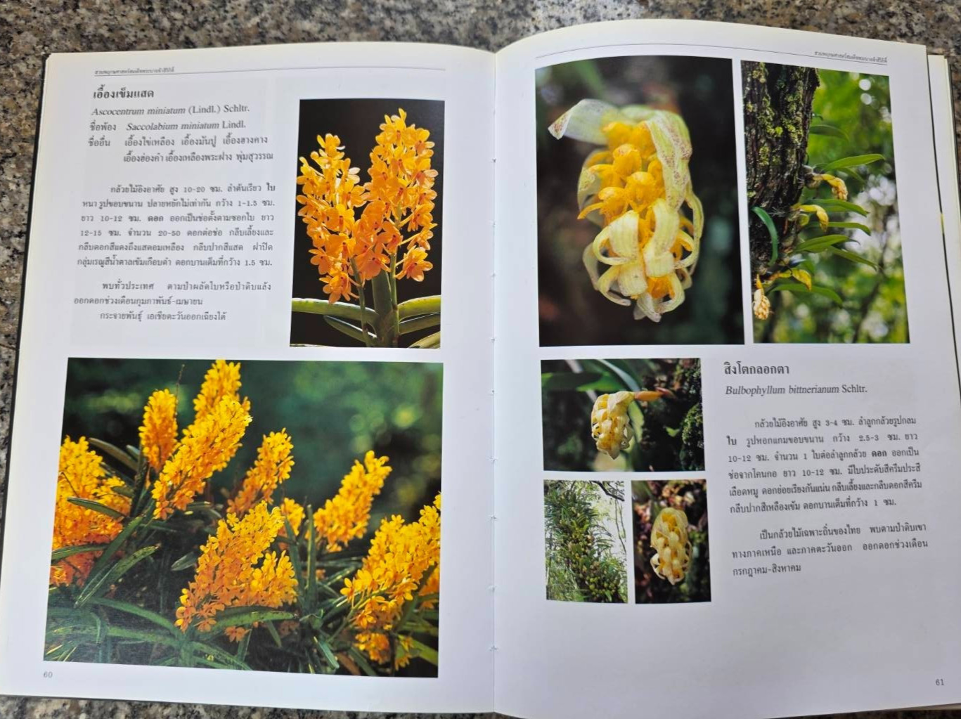 Hardcover book featuring all “ Thai orchids. “ ( Hardcover)